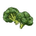 Vector image of broccoli plant. Vegetable sketch.