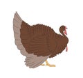 Vector image of a brown turkey, vector, white background Royalty Free Stock Photo