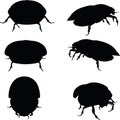 Vector Image - bug scarab attacking silhouette on white background Royalty Free Stock Photo