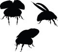 Vector Image - bug scarab early lift silhouette on white background Royalty Free Stock Photo