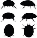 Vector Image - bug scarab silhouette on white background Royalty Free Stock Photo