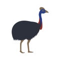 Vector image of cartoon australian ostrich cassowary