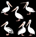 Vector image of cartoon pelicans sketches