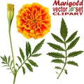 Marigold vector set Royalty Free Stock Photo