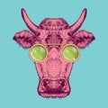 Vector image of a cow with glasses. Cow painted in pink on a turquoise background.