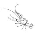Vector image of crayfish. Royalty Free Stock Photo