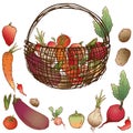 Vector image of crop various ripe vegetables in basket Royalty Free Stock Photo
