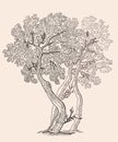 Vector illustration of the small oak trees Royalty Free Stock Photo