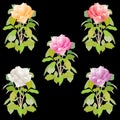 Vector image of delicate colorful garden roses