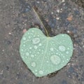 Vector image. Dew set close up , water drops on heart-shaped soft green leaf. On gravel cement ground . Illustration Royalty Free Stock Photo