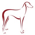 Vector image of an dog (azawakh)