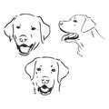 Vector image of an dog labrador on white background Royalty Free Stock Photo