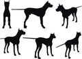 Vector Image - dog silhouette in still pose on white background