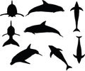 Vector Image - dolphin silhouette on white background