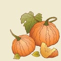 Vector image of drawn ripe pumpkins