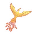 Vector image of a fiery flaming firebird phoenix on a white background.