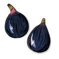 Vector image of figs. A quick food sketch of the fig tree harvest. Colored drawing of sweet healthy fruits