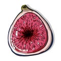Vector image of figs. A quick food sketch of the fig tree harvest. Colored drawing of sweet healthy fruits