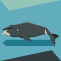 Flat design Bowhead whale