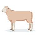 Flat geometric Dorset sheep Royalty Free Stock Photo