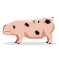 Flat geometric Gloucestershire Old pig Royalty Free Stock Photo