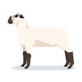 Flat geometric Hampshire sheep Royalty Free Stock Photo