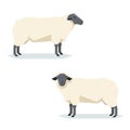 Flat geometric Suffolk sheep