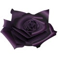 Rose flower black