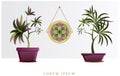 Vector image of flowers and plants in pots, ikebana