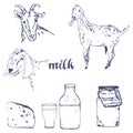 Vector image of goat, cheese, goat milk bottle and vintage banner. A set of agricultural illustrations in the style of Royalty Free Stock Photo