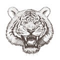 Vector image of a growling head of a white tiger on a white background. Royalty Free Stock Photo