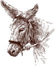 Donkey Royalty Free Stock Photo