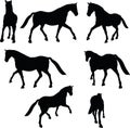 Vector Image - horse silhouette in parade walk pose on white background