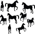 Vector Image - horse silhouette in show horse pose on white background