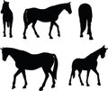 Vector Image - horse silhouette in walking head up pose on white background Royalty Free Stock Photo