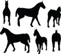 Vector Image - horse silhouette on white background