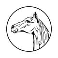 Vector image of an horse on white background