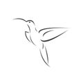 Vector image hummingbird design on white background. icon symbol. Illustrator. Black and White