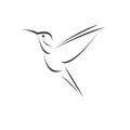 Vector image hummingbird design on white background. icon symbol. Illustrator. Black and White Royalty Free Stock Photo