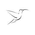 Vector image hummingbird design on white background. icon symbol. Illustrator. Black and White