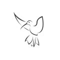 Vector image hummingbird design on white background. icon symbol. Illustrator. Black and White Royalty Free Stock Photo