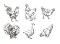 A set of images of domestic birds. Rooster, turkey, hens and goose. Sketch graphics.