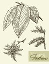 Vector image of leaves, flowers and fruits of hornbeam.