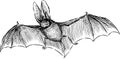 Bat