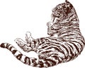 Lying tiger Royalty Free Stock Photo
