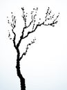 Vector image of mighty tree with bare branches Royalty Free Stock Photo