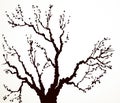 Vector image of mighty tree with bare branches Royalty Free Stock Photo