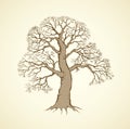 Vector image of mighty tree with bare branches Royalty Free Stock Photo