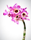 Vector image of orchid flower