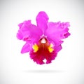 Vector image of orchid flower